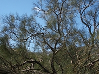 anobello-04032012 113
